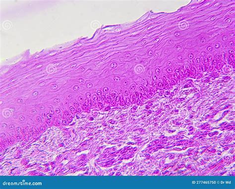 Esophageal Tissue Under the Microscope: Stratified Squamous Epithelium in Detail Stock Photo ...