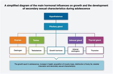 mind map of science chapter 10 reaching the age of adolesence for 8th ...