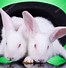 Image result for cute evil bunny memes