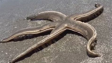 Biggest Starfish In The World