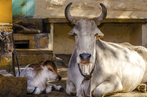 गाय भी करती हैं जीवन से वास्तु दोष दूर, क्या आप जानते हैं? - cow also ...