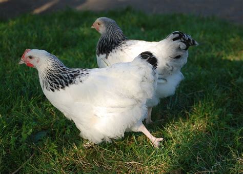 20 Best Broiler Chicken Breeds to Raise for Meat (With Pictures)