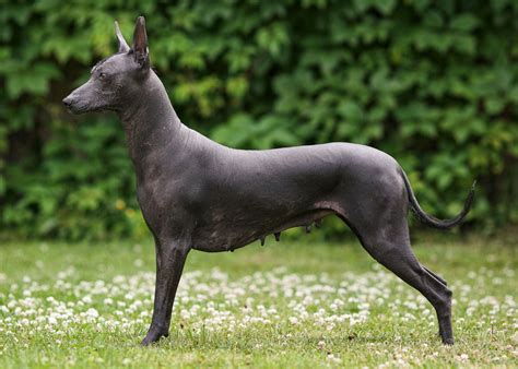 Xoloitzcuintli Dog: Traits, Care & Breed Guide