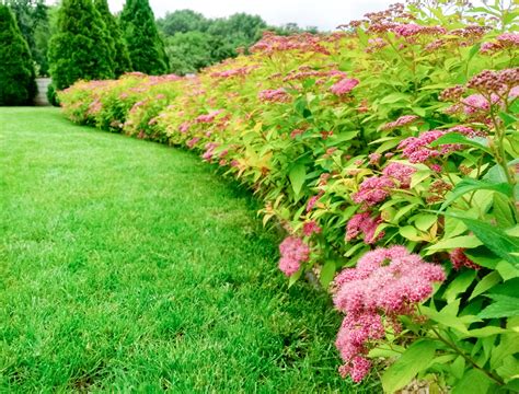 Flowering Shrubs Full Sun