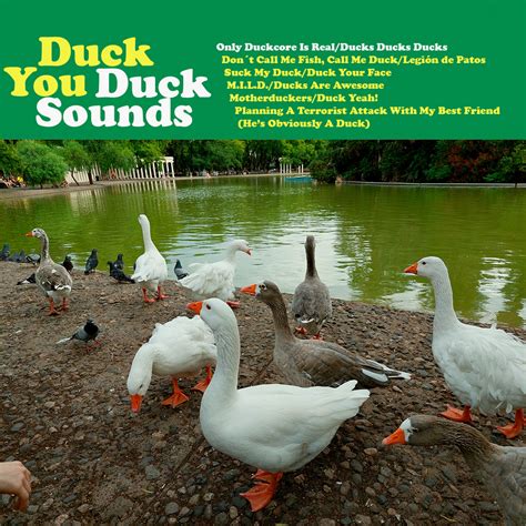 Sound Of Duck