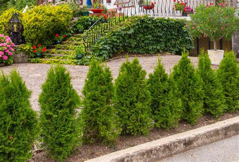 Fast Growing Evergreen Shrubs Texas Top 7 Evergreen Shrubs 7
