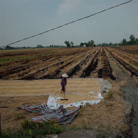 How Global Rice Farming Is Being Transformed by Climate Change - The New York Times