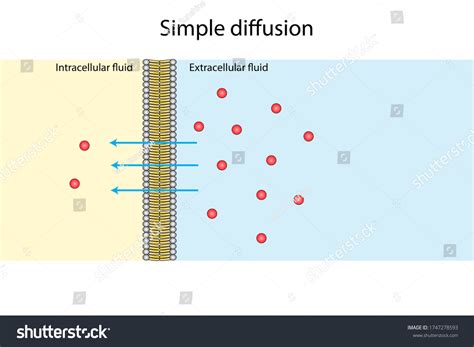 Illustration Of Simple Diffusion