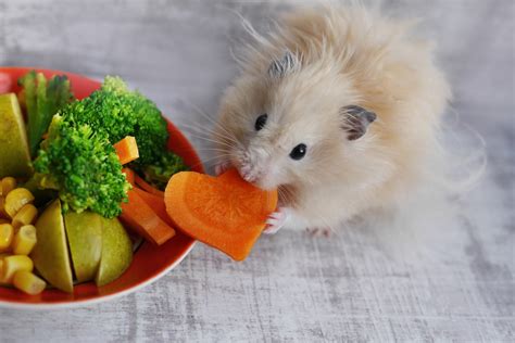 Need a good read? Try these great hamster care books. | Small Pet Select