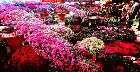 春节临近，李村花卉市场如鲜花的海洋-半岛网