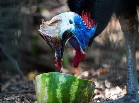 Italy: Zoo Animals Keep Cool With Frozen Treats