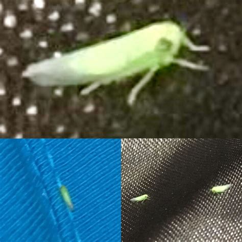 Neon Green Light Bug at Jordan Timperley blog