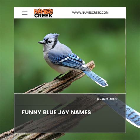 100 Unique Blue Jays Names: Inspiration And Meanings(With Generator)