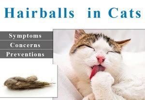 Image result for Cat Stack Sticker