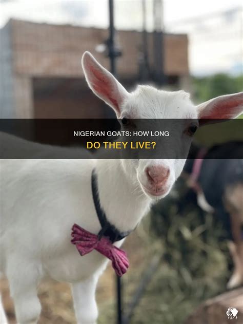 How Long Does The Average Goat Live? A Goat Keeper’s Guide