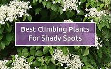 Climbing Plant Shade by Shade Garden The Best Climbing Plants For Shady Garden Climbing Plant Shade