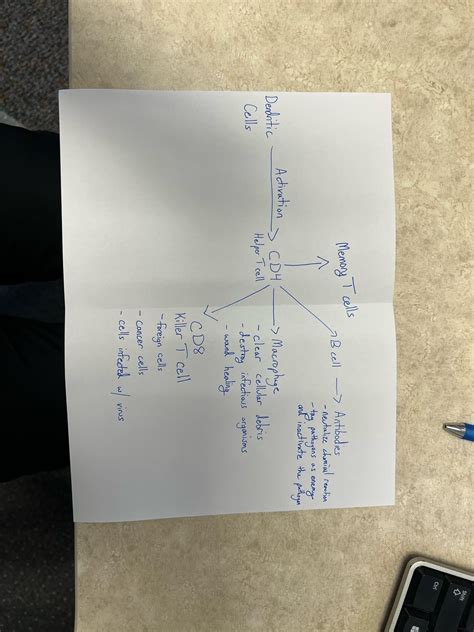 Image result for How the Immunity Systems Work