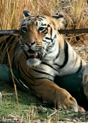 Tiger Tales of Tadoba – Memories and musings