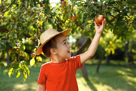 Windy Acres Farm - Geneva, IL - Flowers, Local Produce, Bakery
