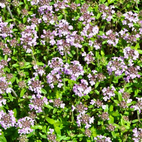 Creeping Thyme Lawrence Ks at Lynda Rahman blog