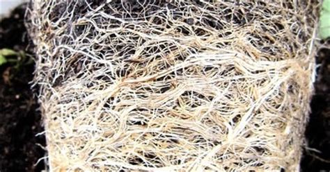 Image result for Planting a Root Bound Tree