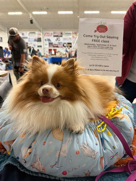 Learn to sew, pet bed class!, 2797 3rd Ave W, Dickinson, ND, 17 ...