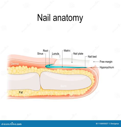 Nail Anatomy Chart