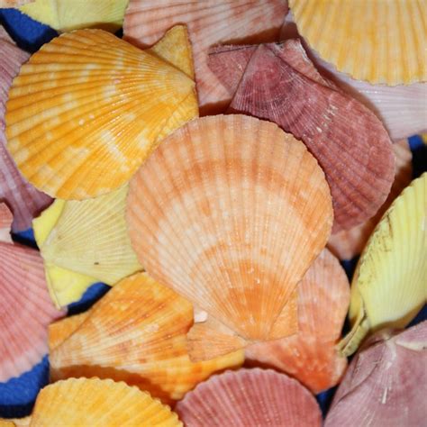 Image result for Shell Craft Designs