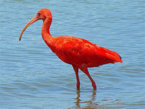 Scarlet Ibis Wallpaper - Animals Town