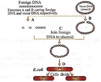 The flow chart given below represents the process of recombinant DNA ...