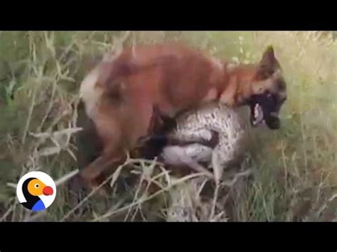 Image result for Dog vs Python