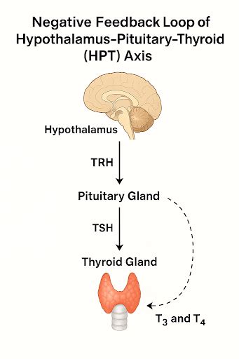 Hyperthyroidism: Causes, Symptoms, Diagnosis & Treatment | AESL