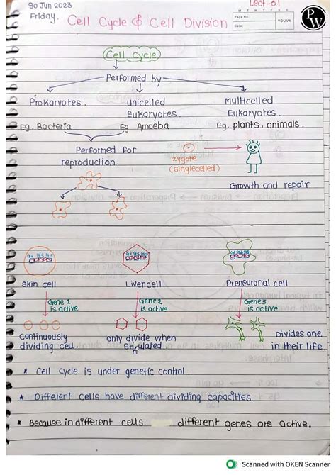 Cell Cycle and Division Notes 的图像结果
