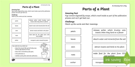 Parts of a Plant Activity Sheet (teacher made)