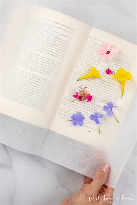 How to Press Flowers: A Complete Guide for Beginners