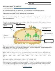 DNA Simulation Worksheet 的图像结果