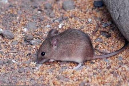 冬天家里有老鼠怎么办，如何才能科学防治它们？ - 知乎