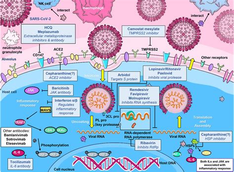 Frontiers | Molnupiravir and Its Antiviral Activity Against COVID-19