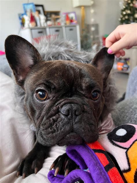My sweet Kira : r/Frenchbulldogs