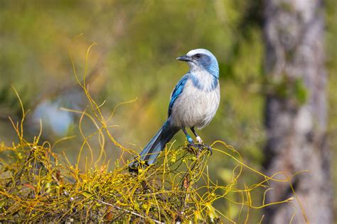 Species Endemic To Florida