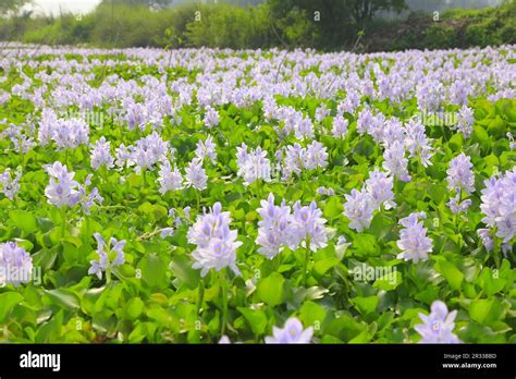 How To Draw Water Hyacinth Step By Step