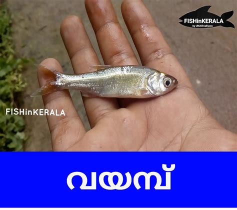 Kerala fish photos collections