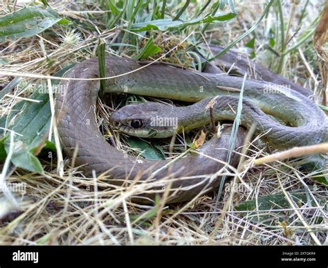 Western Yellow-bellied Racer (Coluber constrictor mormon) Reptilia ...