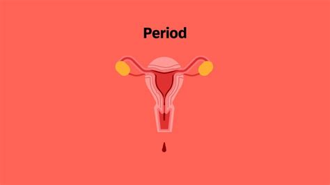 How Periods Work Animation 的图像结果