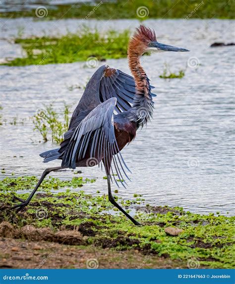 Goliath Heron , Ardea Goliath, is the Biggest Heron Stock Image - Image ...