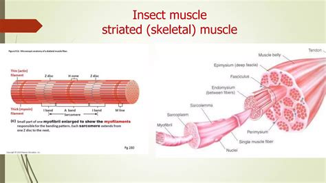 Insect Muscular System | PPTX