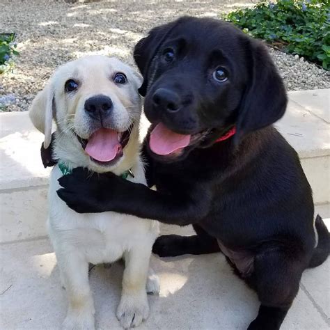 Two Dogs Hugging