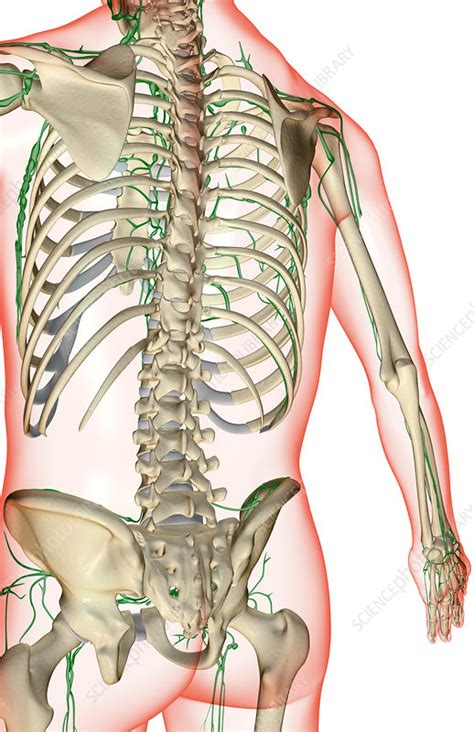 Image result for Lymph Trunk Function