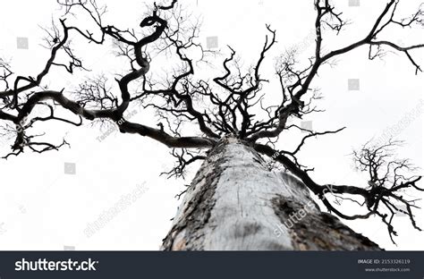 Image result for Dramatic Tree Images