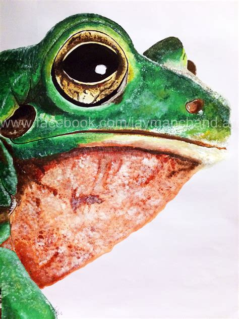 Image result for Purple Tree Frog